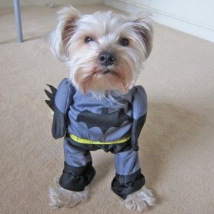 batman dog costume small