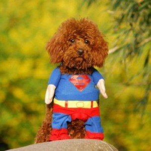 superman dog costume small